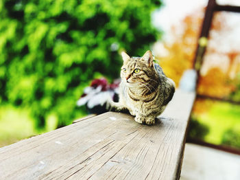 Cat sitting on wood