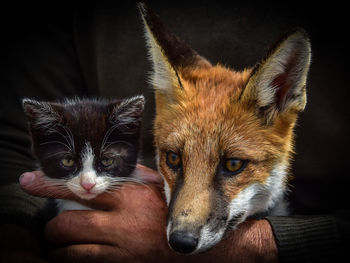 Close-up portrait of hand feeding