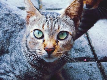 Close-up portrait of tabby cat