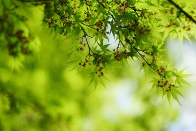 Close-up of leaves against blurred background