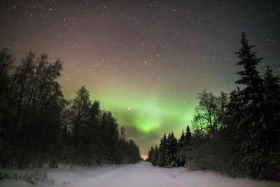 Trees on snow covered land against sky at night