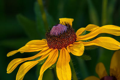 flowering plant