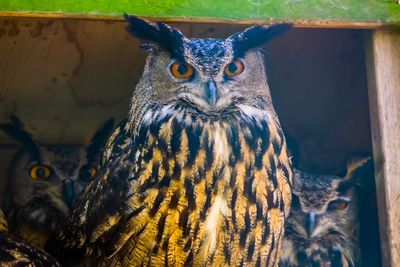 Portrait of owl