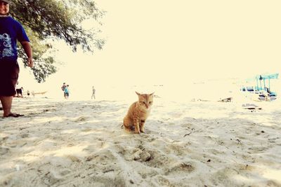 Portrait of dog on beach