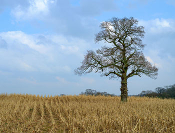 Tree on field against sky