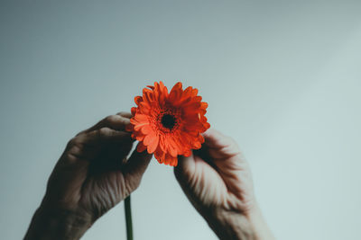 orange flowers