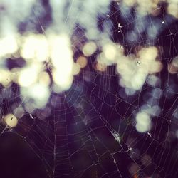 Close-up of spider web