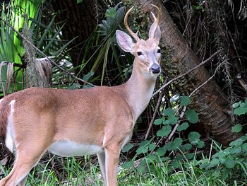 Deer in a forest