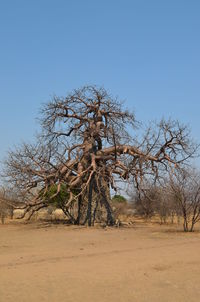 Bare tree on field against clear sky