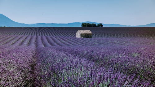 Purple flowering plants on field against sky