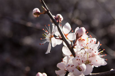 Close-up of white cherry blossom tree