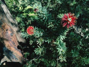 High angle view of red flowering plants
