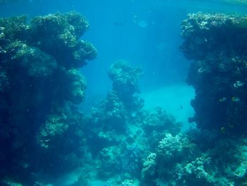 View of coral swimming in sea