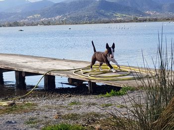 Dog standing in small lake