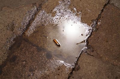 High angle view of cigarette butt in puddle on street