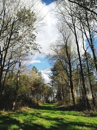 Low angle view of trees in forest