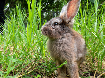 Close-up of an animal on grass