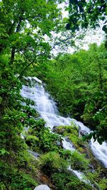 Scenic view of waterfall in forest