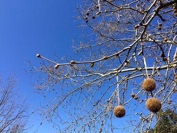 Low angle view of bare trees against blue sky