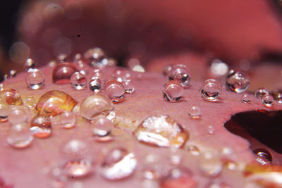 Close-up of water drops on pink raindrops