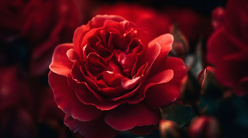 Close-up of red rose