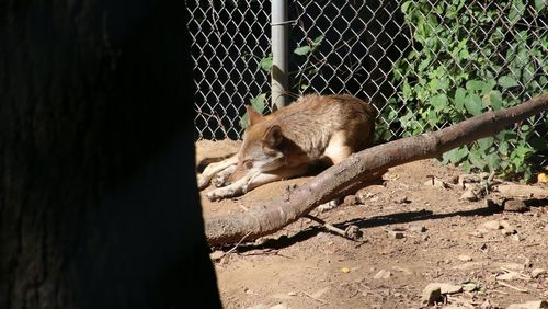 View of cat sleeping in zoo