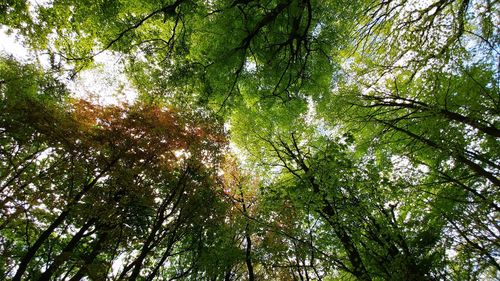 Low angle view of trees in forest