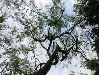 Low angle view of trees against sky during winter