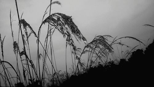 Plants growing against sky