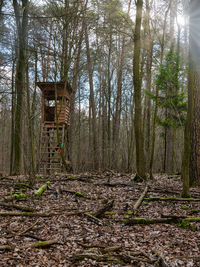 Trees growing in forest