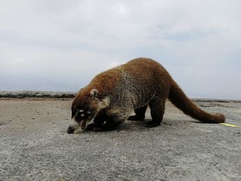 Side view of an animal on beach