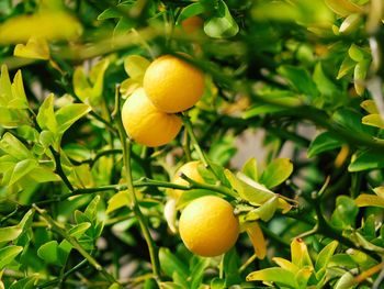 Close-up of lemons growing on plant