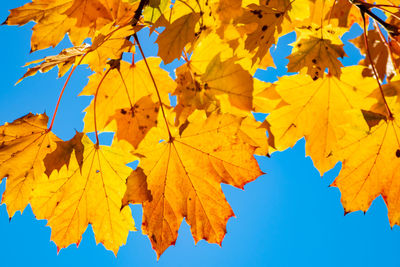 Low angle view of maple leaves against clear blue sky