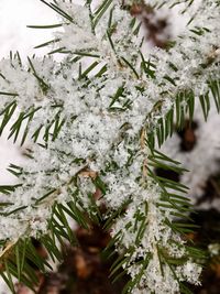 Close-up of snow covered pine tree