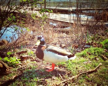 Bird on grass