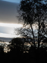 Silhouette trees against sky during sunset