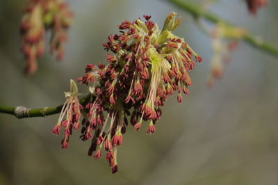 Close-up of red flowering plant