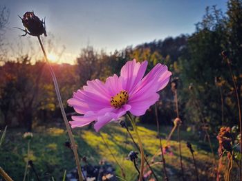 Close-up of pink cosmos flower on field