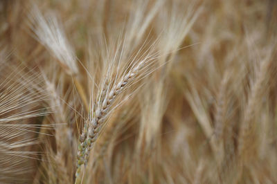 Close-up of wheat growing on field