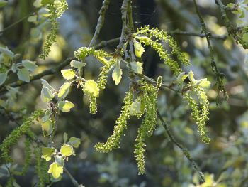 Close-up of fresh green plant