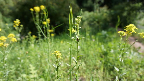 Close-up of yellow flowers blooming on field