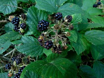 Close-up of berries growing on plant