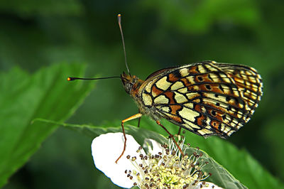 Close-up of butterfly on leaf