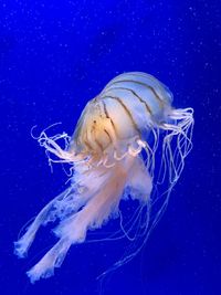 Close-up of jellyfish against blue background