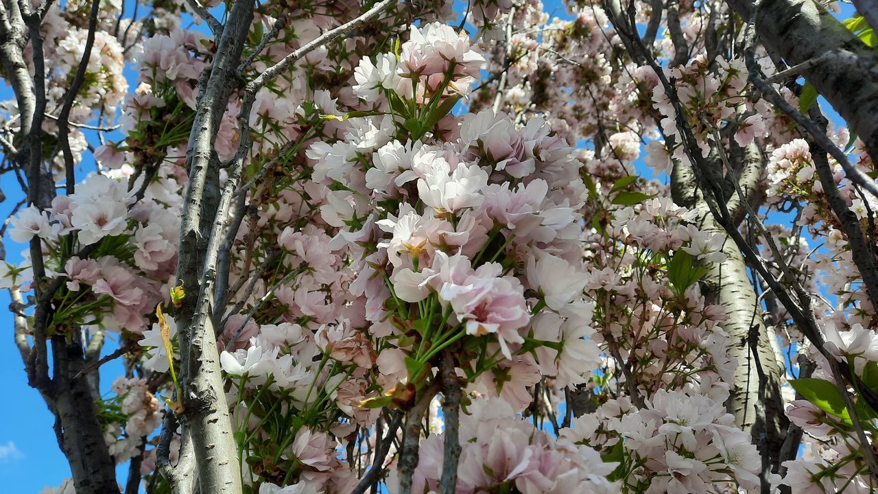 CLOSE-UP OF WHITE CHERRY BLOSSOM TREE