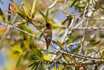 Low angle view of bird perching on tree