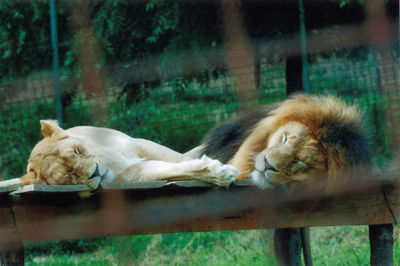 Cats sleeping in a zoo