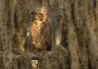 Great horned owl sleeping in tree covered with spanish moss