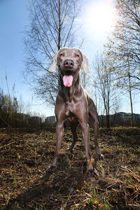 Portrait of a dog on field