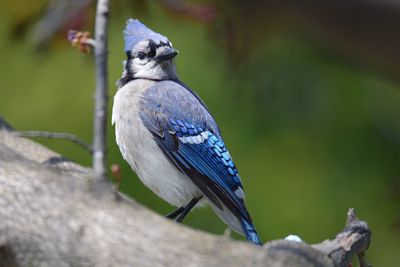 Close-up of songbird perching on branch